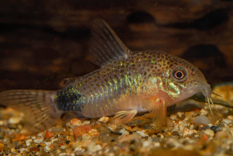 Corydoras caudimaculatus also known as Tailspot corydoras close-up on aquarium gravel