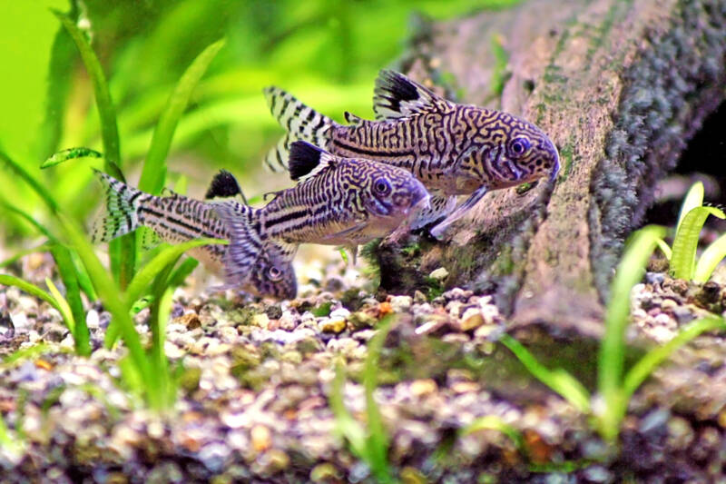 A couple of Corydoras trilineatus also known as Three-lined corys swimming together close to the bottom in a planted aquarium