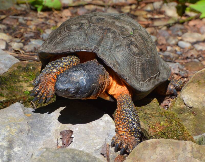 Glyptemys insculpta also known as Wood turtle climbing a rock