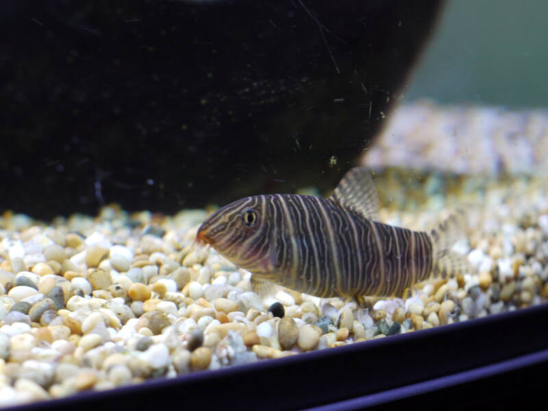 Botia striata known as Zebra loach in aquarium with gravel