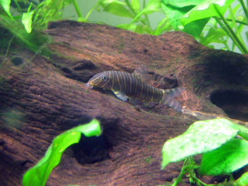 Zebra loach cruising on driftwood in freshwater planted aquarium