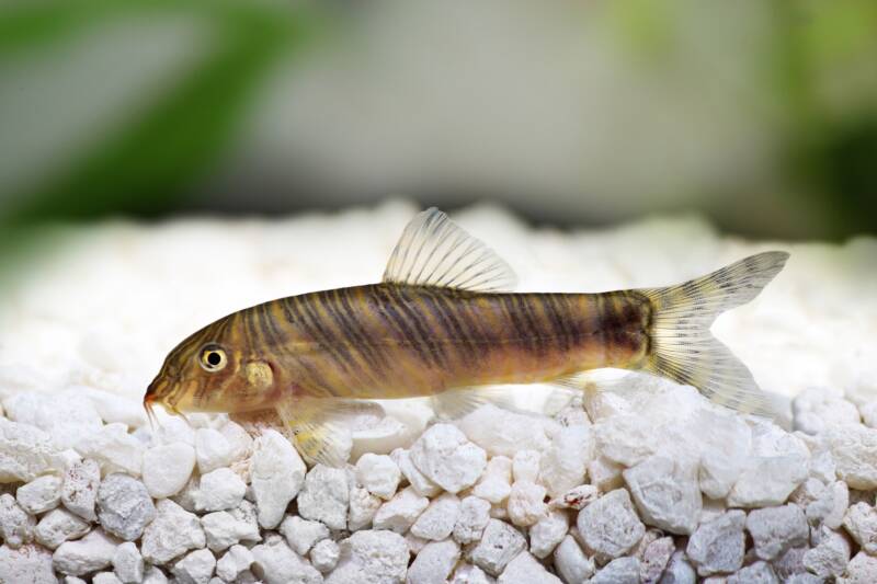 Zebra loach close-up on aquarium gravel