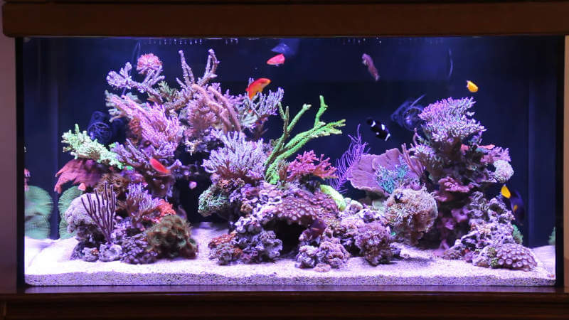 top rated 100 gal aquarium reviews