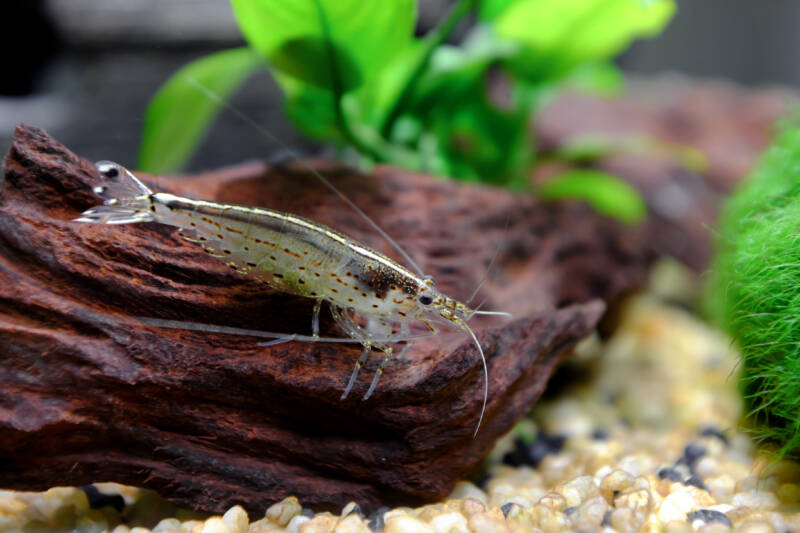 Female Amano shrimp on driftwood in freshwater aquarium