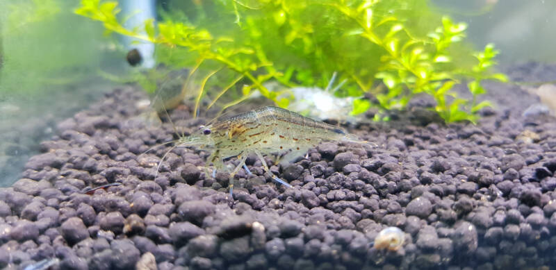 Male Amano shrimp on a black substrate in a freshwater aquarium