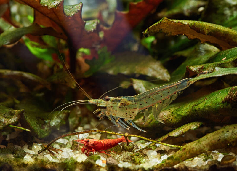 Amano and cherry shrimp on the bottom of aquarium among live aquarium plants