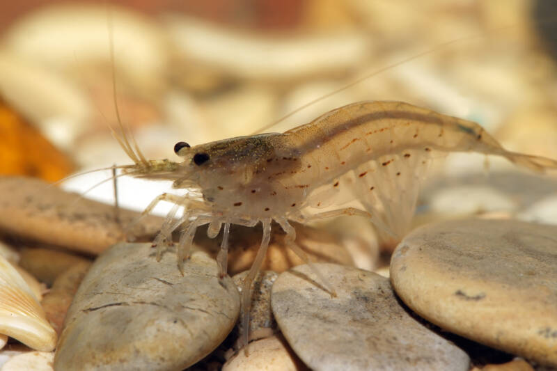 Caridina multidentata on the pebbles in aquarium 