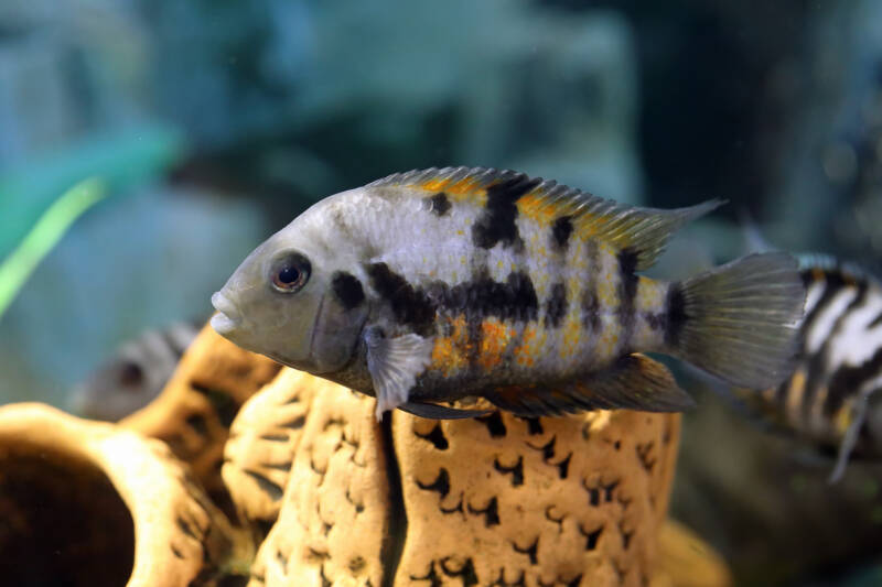 Amatitlania nigrofasciata known as well as convict cichlid swimming againt a grotto in aquarium