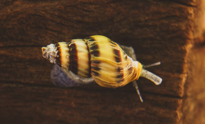 Assassin snail breeding