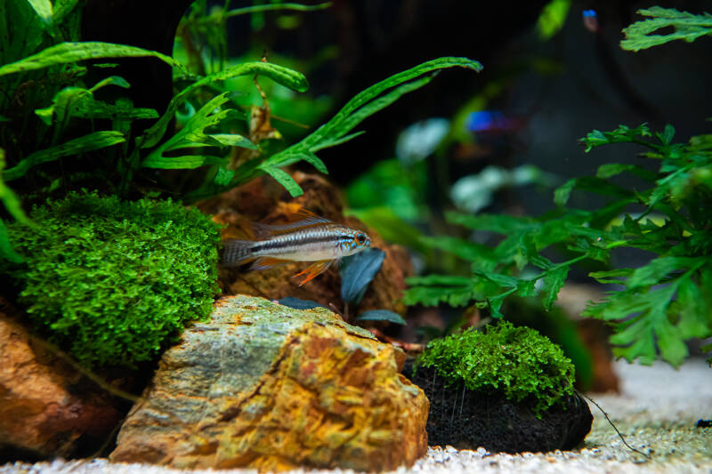 Apistogramma bitaeniata swimming in well-planted aquarium with rocks