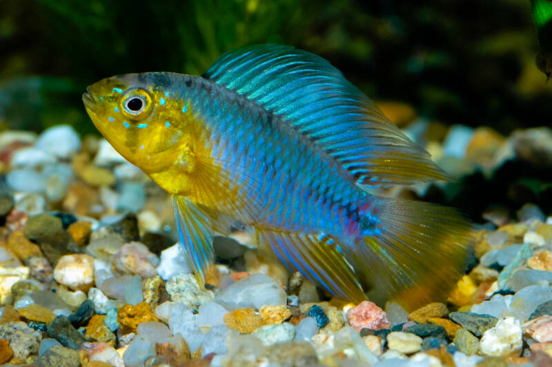 Close up of Apistogramma borellii also known as well as umbrella cichlid on gravel in aquarium