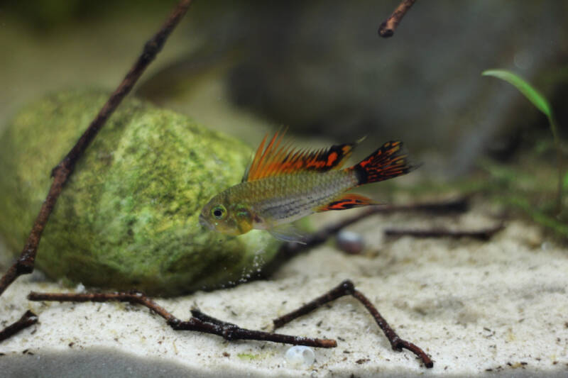 Apistogramma cacatuoides also known as cockatoo cichlid swimming close to fine sand in aquarium