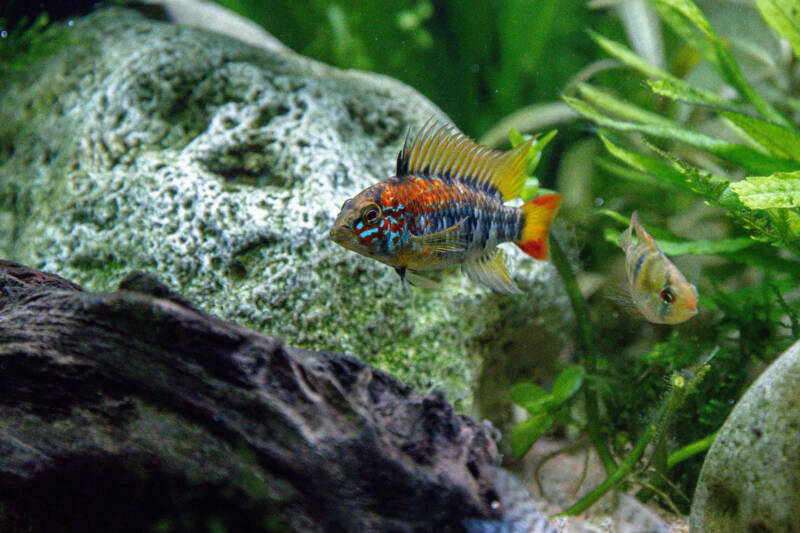 Beautiful male of Apistogramma macmasteri showing off in aquarium