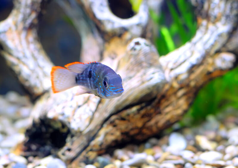 Apistogramma nijsseni swimming against a driftwood in a freshwater aquarium 