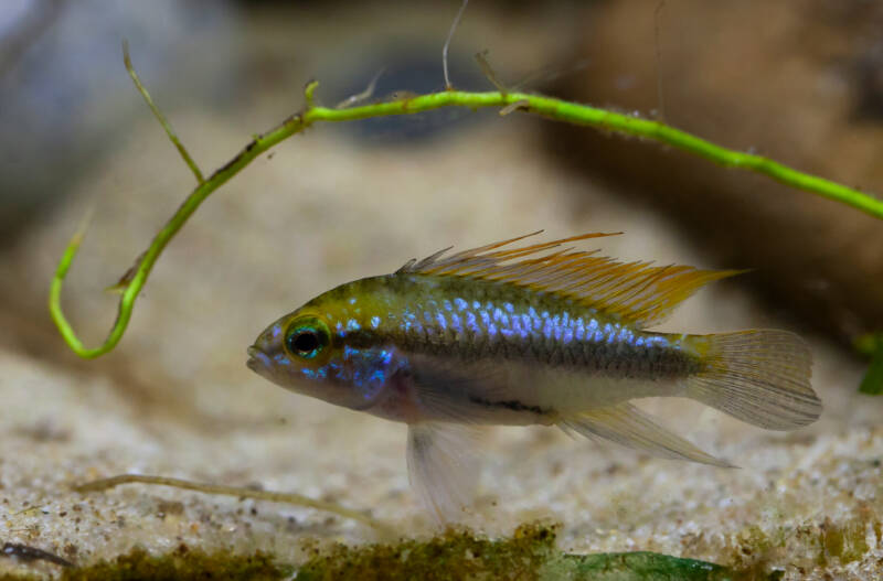 Apistogramma trifasciata on a sandy bottom of aquarium