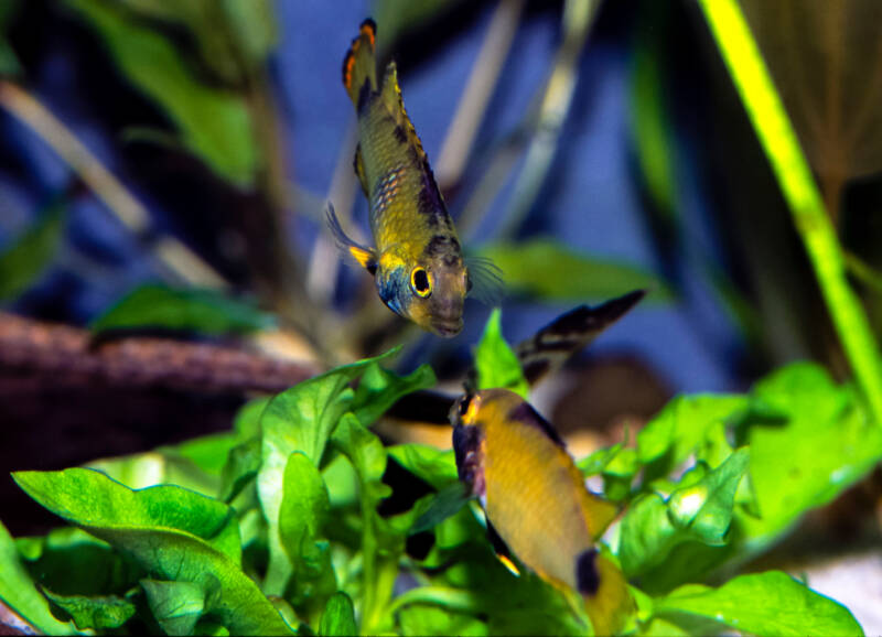 Pair of Apistogramma nijsseni dwarf cichlids showing aggressive behavior towards each other