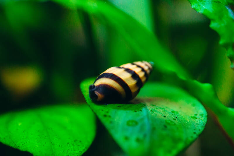 Predatory freshwater aquarium snail Anentome helena or assassin snail on aquarium plant leaf