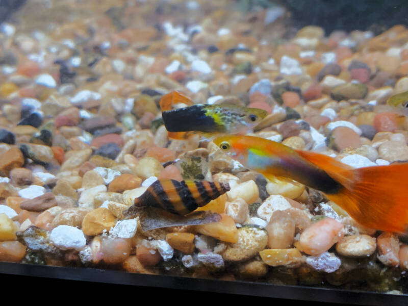 Assassin snail crawling along gravel on aquarium bottom