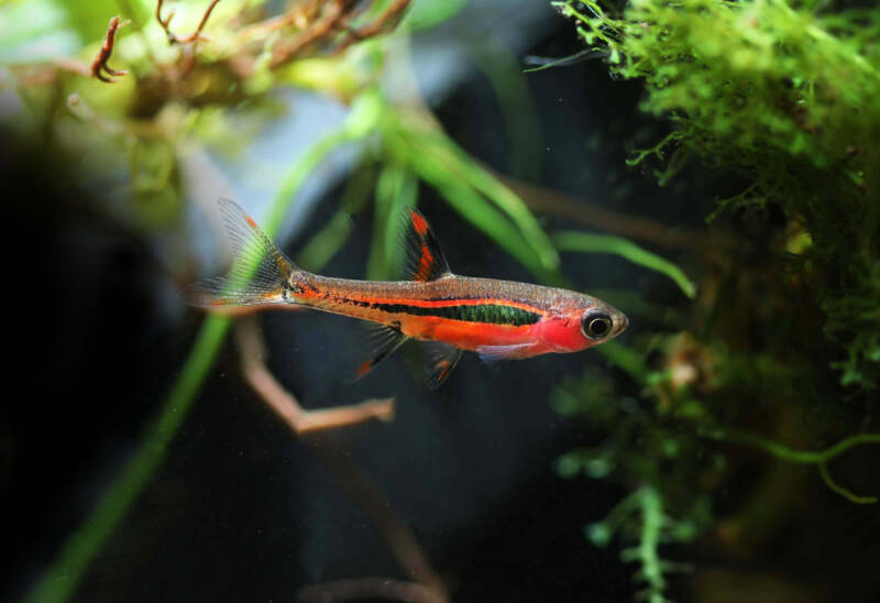 Boraras brigittae also known as Chili or mosquito Rasbora swimming in the middle of a planted aquarium