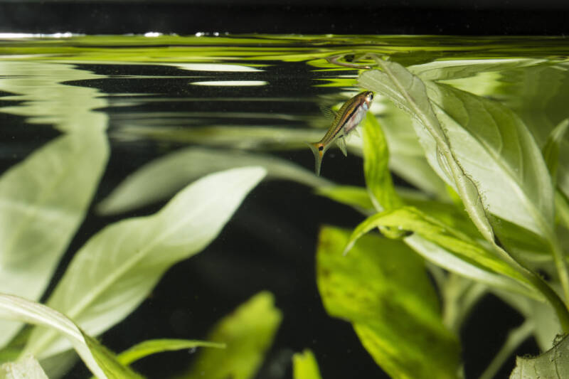 Boraras brigittaeknown as well as chili rasbora - Nano fish below the bottom of the water