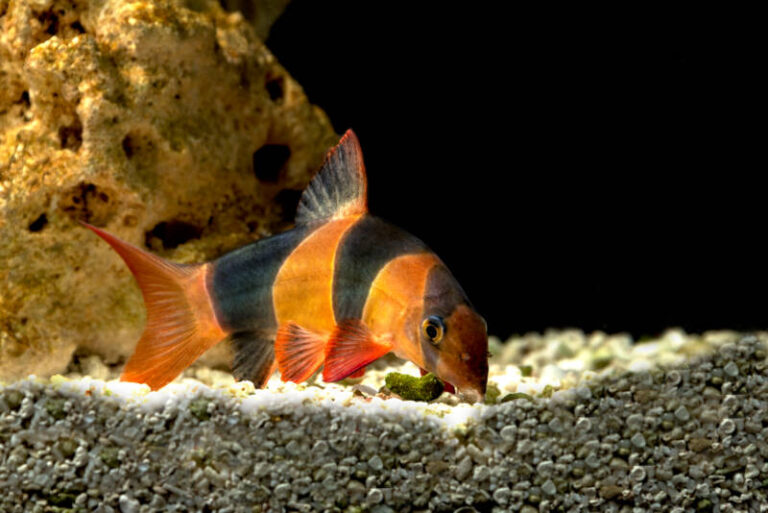 Clown Loach Care Guide: Tank Setup, Diet & Breeding Tips