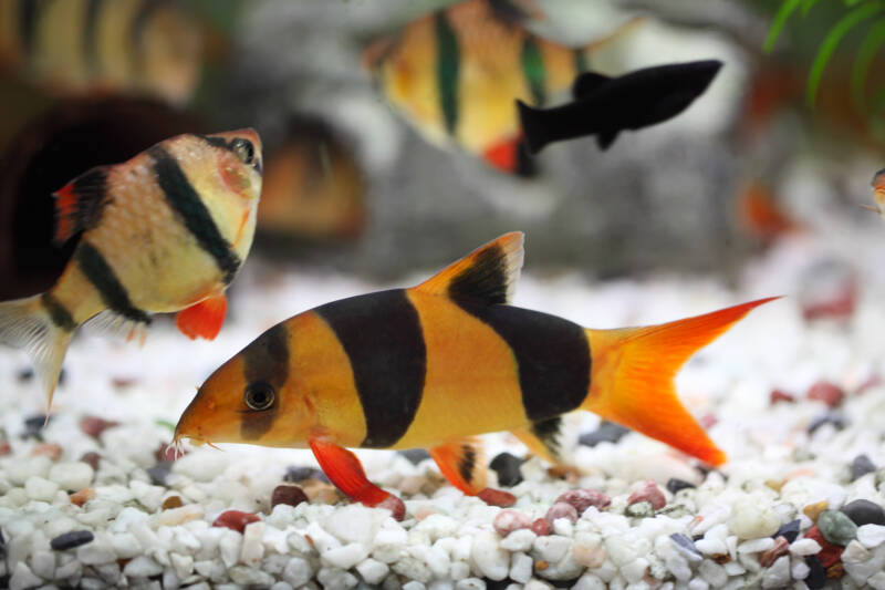 Tiger botia with tiger barbs and black molly in the community aquarium 