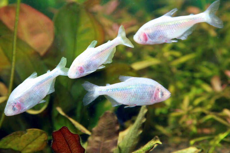 Blind Cave Fish or Mexican Tetra (Astyanax fasciatus mexicanus) swimming underwater is able to see the light without the eyes