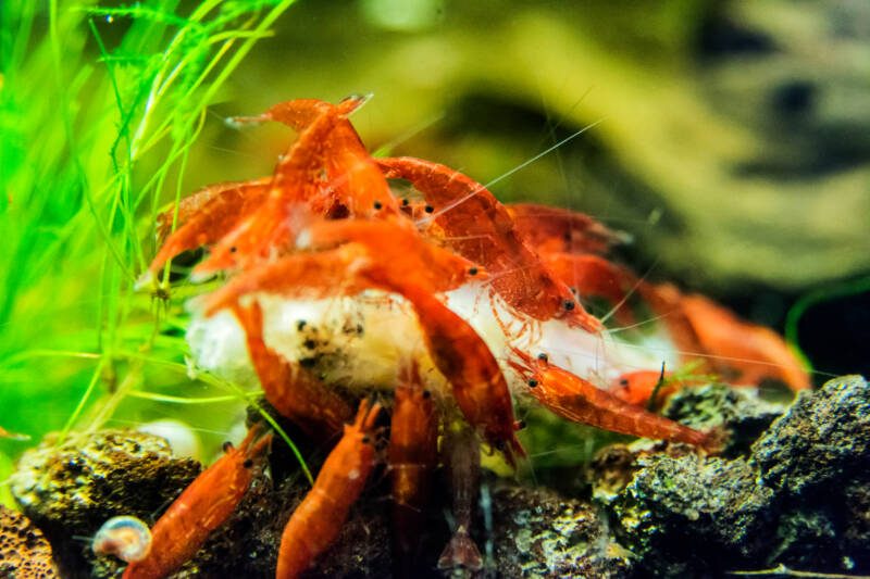 Group of cherry shrimp eating in a planted aquarium