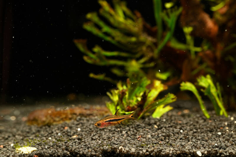 Boraras brigittae also known as chili rasbora swimming near the aquarium's bottom with dark substrate