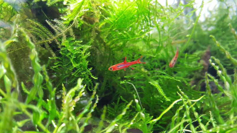 Boraras brigittea in planted tank. This fish appears to be endemic to southwestern Borneo though occurence records are scant