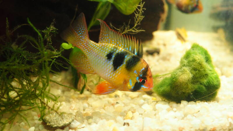 Male of Microgeophagus ramirezi also known as ram cichlid swimming near by white gravel in aquarium