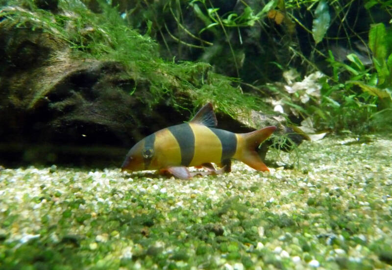 Chromobotia macracanthus known as well as Clown loach feeding on algae on aquarium bottom 