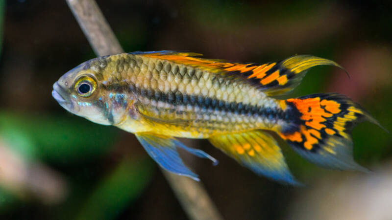 Macro shot of Apistogramma cacatuoides also known as cockatoo dwarf cichlid in aquarium