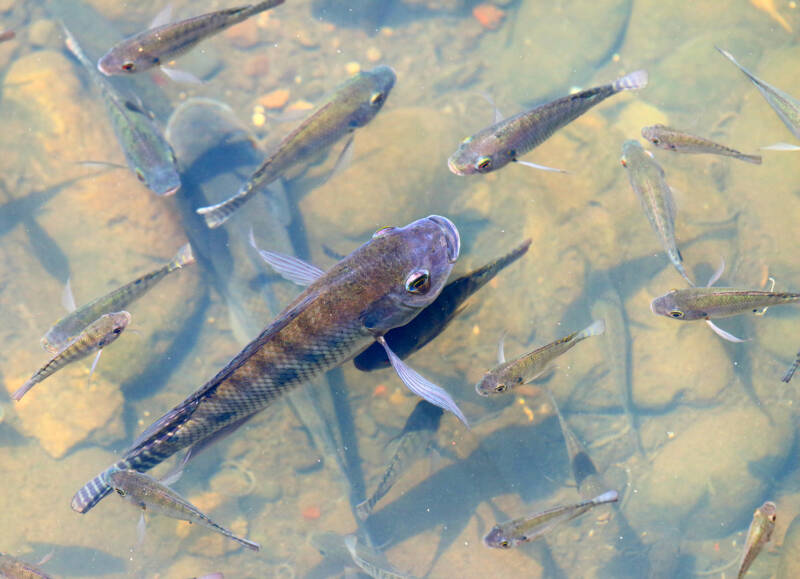 The Amatitlania nigrofasciata also known as Convict Cichlid. Shoal of fish, brook in rainforest on Reunion Island.