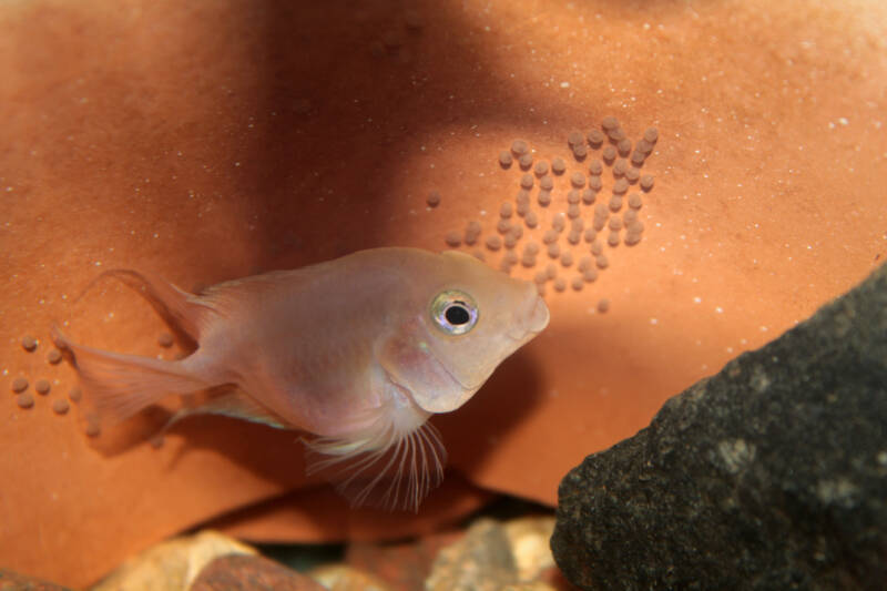 Convict Cichlid guards eggs in the aquarium