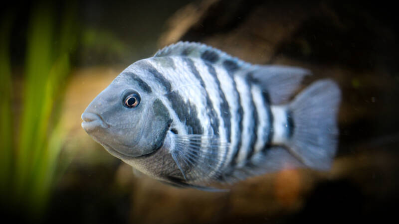 Amatitlania nigrofasciata commonly known as Convict Cichlid close-up in planted freshwater aquarium