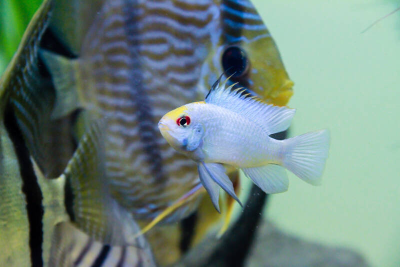 Electric Blue Neon Ram cichlid (Mikrogeophagus ramirezi) in community tank with another type of cichlid Discus