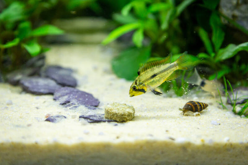 Assassing snail feeding with apistogramma