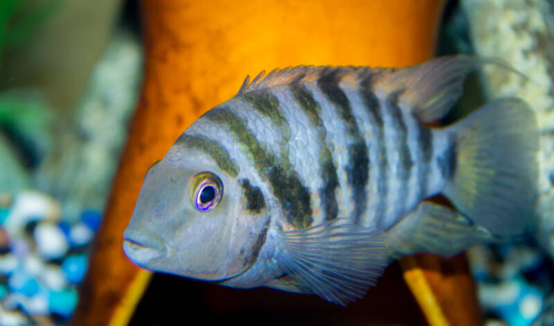 Close up of female Amatitlania nigrofasciata commonly known as Convict cichlid 