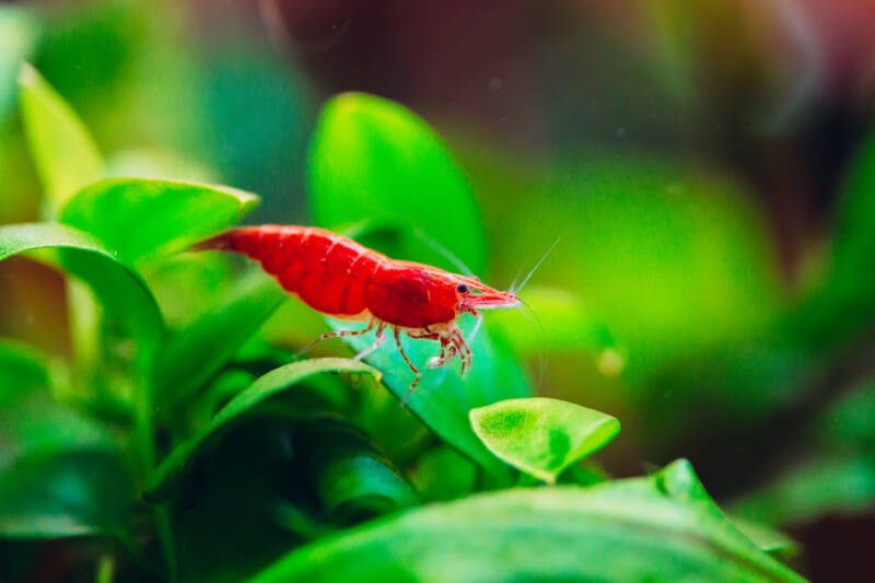 Big fire red or cherry dwarf shrimp on a leaf of aquatic plant in a freshwater aquarium