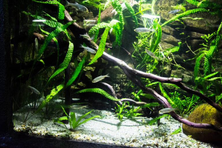 Goldfish And Zebra Danio Tank Size For Damping Tank And Furniture preview