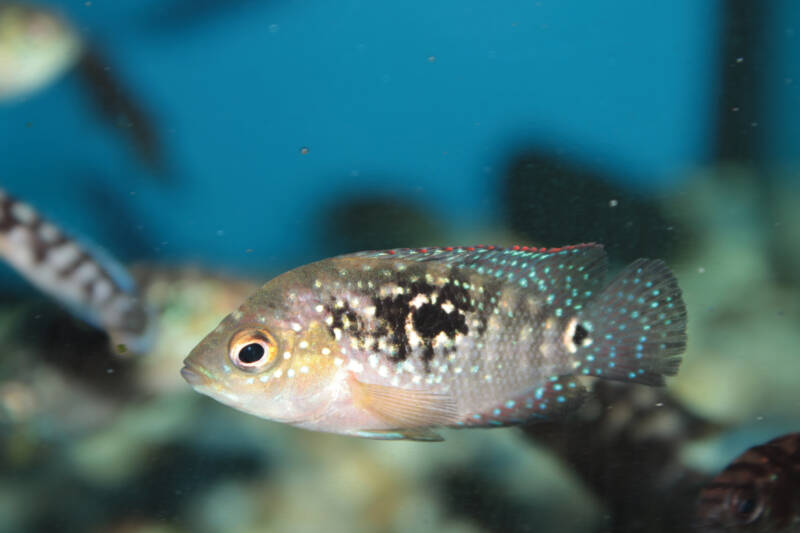 Juvenile Jack Dempsey cichlid