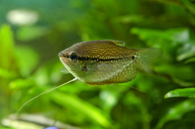 Pearl gourami swimming in a heavily planted aquarium