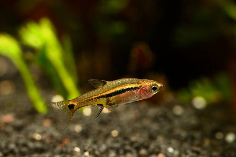 Close-up of Boraras brigittae known as well as mosquito or chili rasbora in a planted aquarium