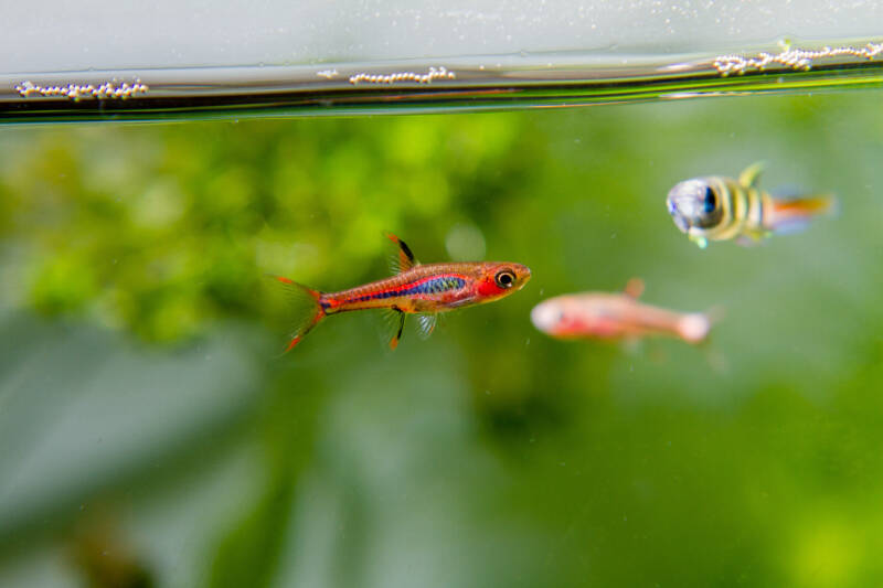 Boraras brigittae known as well as Mosquito Rasboras or Chili rasboras are swimming in community planted aquarium