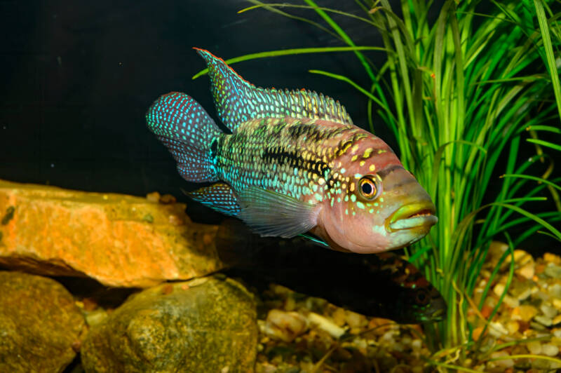 Octofasciata tank decoration