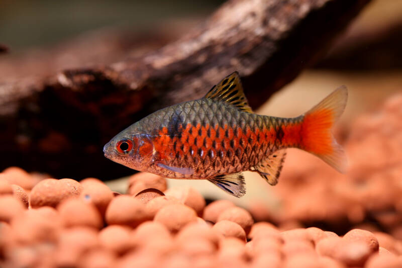 Pethia padamya commonly known as Odessa barb close-up on the bottom of aquarium