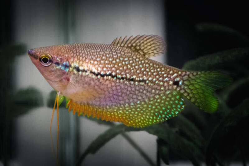 Trichopodus leerii also known as Pearl gourami close-up in aquarium