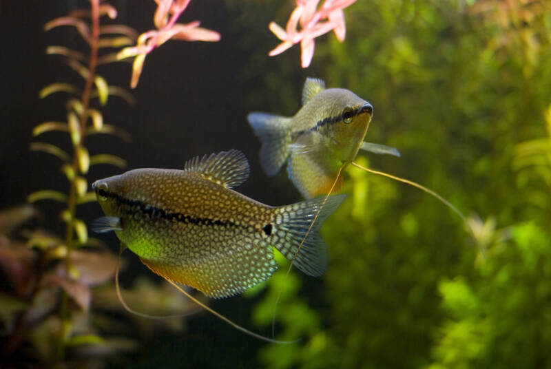 Pair of pearl gouramis in a planted freshwater aquarium