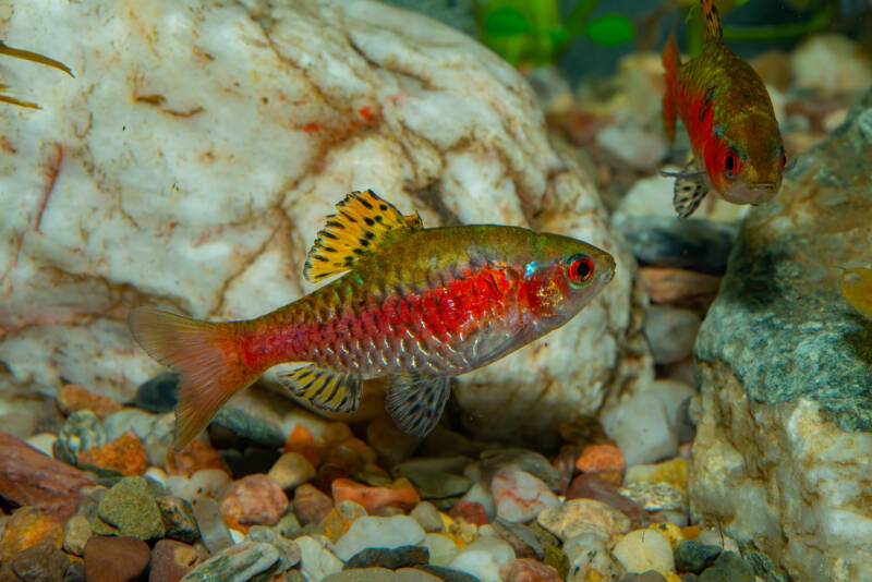 Pair of Pethia padamya also known as well as Odessa barbs swimming against the rocks near aquarium's bottom